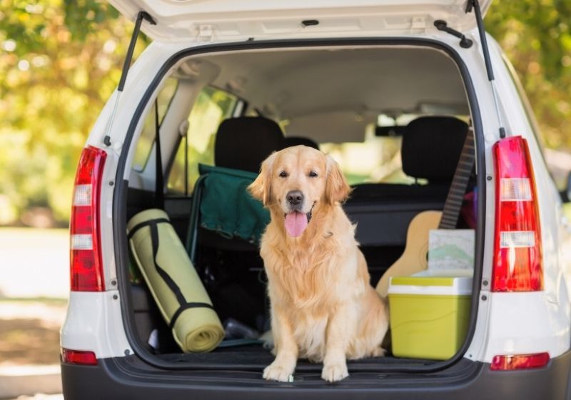 Imagem de um Golder Retriever no porta-malas de um carro pronto para sair de viagem