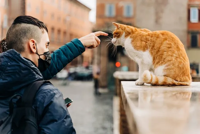 Cats In Rome